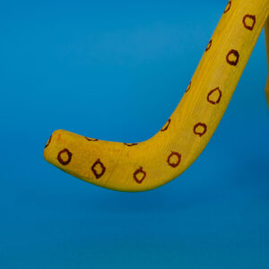 ウッドカーヴィング 黄色い犬